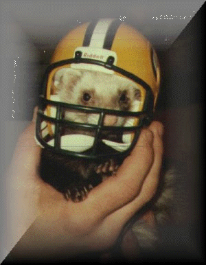 One of my ferrets wearing a Packer helmet